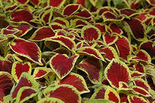 Coleus Plants for a bright addition to the Pink Garden
