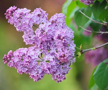 Flower Mixed Species Fragrant Purple Seeds for seasonal color across the Home Scented Borders