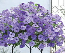 Petunia Seeds prized for dark Blue Gardening