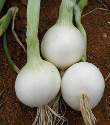 Blond Onion Seeds (Allium cepa) for a fresh homegrown crop from the Vegetable Kitchen Garden