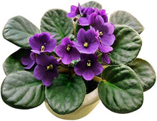African Violet Seeds valued for indoor Bonsai & Beautiful Flowers