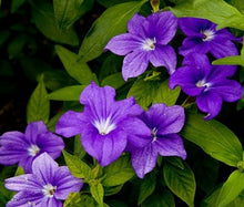 Heirloom Browallia Bush Violet Amethyst Sapphire