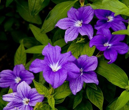 Heirloom Browallia Bush Violet Amethyst Sapphire