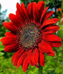 Bonsai Fortune Sunflower Seeds for a lasting addition to the Compact Garden Spaces