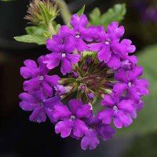 Verbena Hybrida Seeds for growers filling out the Flower Bed & Home Garden
