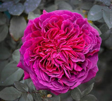 Chinese Rose of Charm Seeds for a lasting addition to the Bonsai & Garden