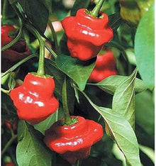 Jamaican Red Hot Pilz Pepper ��������� Capsicum chinense ��������� for garden planting