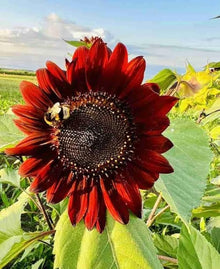 Roter Sonnenhut Seeds valued for bees & Butterflies