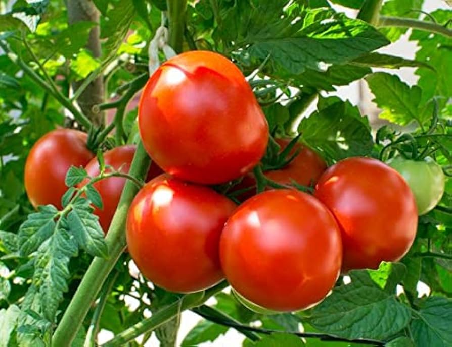 Striped Cavern Tomato Seeds for home growers seeking a reliable harvest