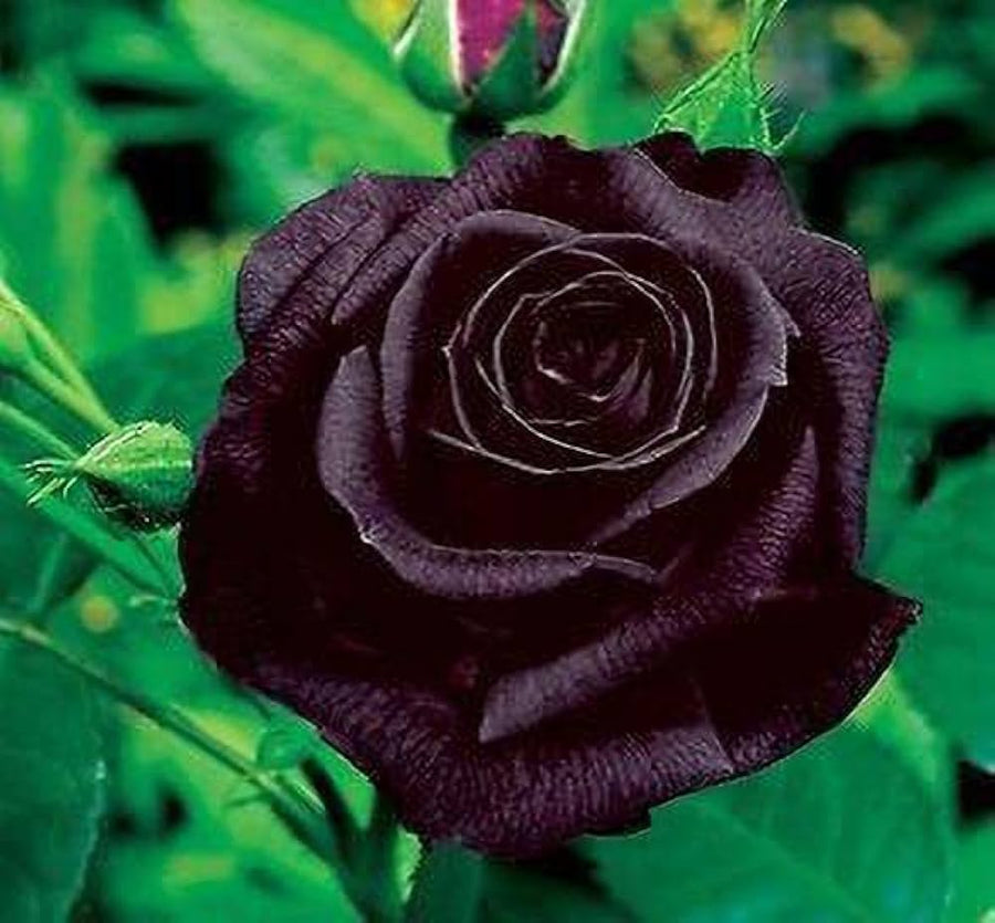 Black Velvet Rose (Rosa spp.) for planting in flower garden