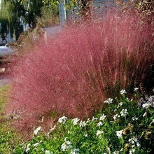 Pink Cloud Grass Muhlenbergia capillaris ornamental flower seeds for planting in backyard landscaping