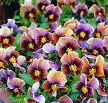 Viola Engel Lilac Glow Seeds known for beautiful Lilac Flowers