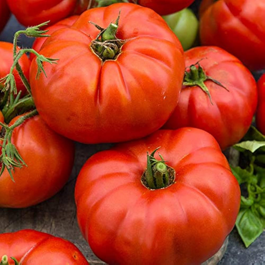 Beef tomato – large-fruit perennial tomato seed