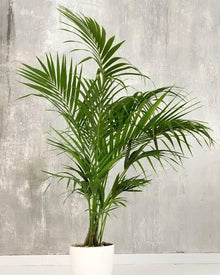 Kentia Palm Seeds (Howea forsteriana) for long-term planting in the indoor gardens and tropical landscapes