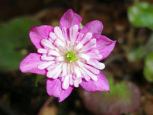 Heirloom England Aster Wildflower Seeds for a bright addition to the Bulk Planting & Garden Projects