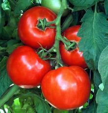 Celebrity Tomato Seeds (Solanum lycopersicum) for a reliable harvest in the high-yield home garden planting