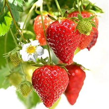 Red Climbing Strawberry Garden Seeds