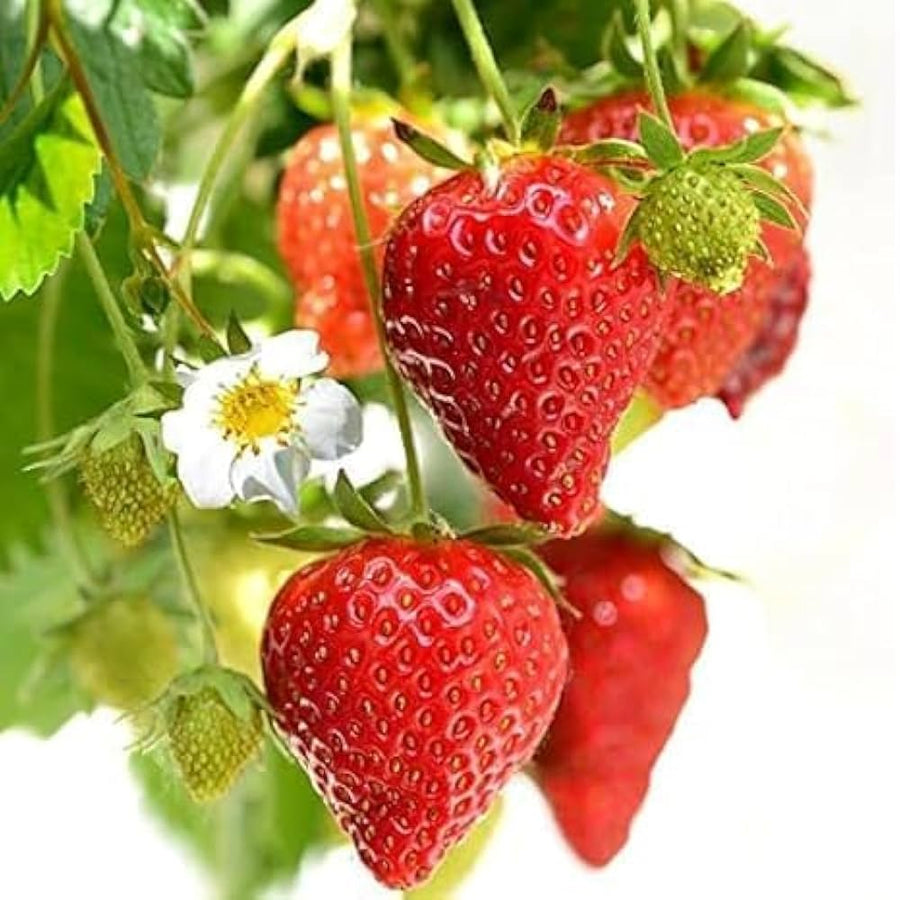 Red Climbing Strawberry Garden Seeds