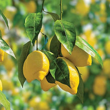 Lemon Tree (Citrus limon) for planting in home garden or bonsai