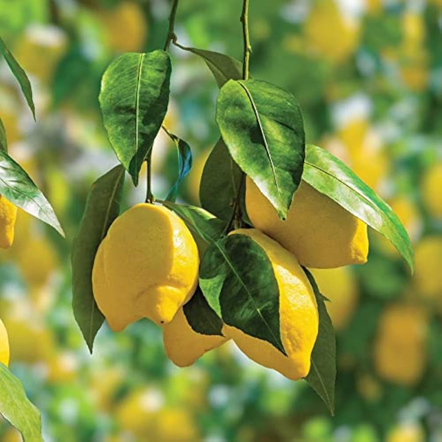 Lemon Tree (Citrus limon) for planting in home garden or bonsai