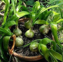 Plant Seeds (False sea) for a fresh homegrown crop from the indoor pots