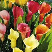 Royal Blue Calla Lily Bulbs for gardeners building out beds and borders