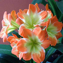 Clivia Potted Seeds for a bright addition to the Balcony Garden