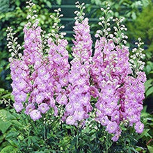 Delphinium Elatum Pink Mix Seeds for growers filling out the Flower Borders Home Garden