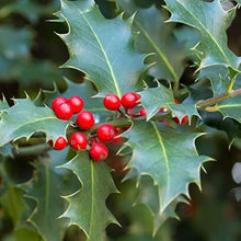 Ilex Aquifolium Holly Tree Seeds for a lasting addition to the landscape