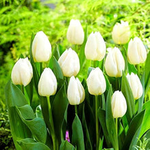 White Emperor Tulip Bulbs for growers filling out the Pure White Spring Flower Beds