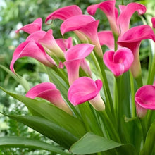 Light Green Lily Plants for Planting - Indoor Bonsai Plants valued for indoor Bonsai, Perfume Lilies, Colors
