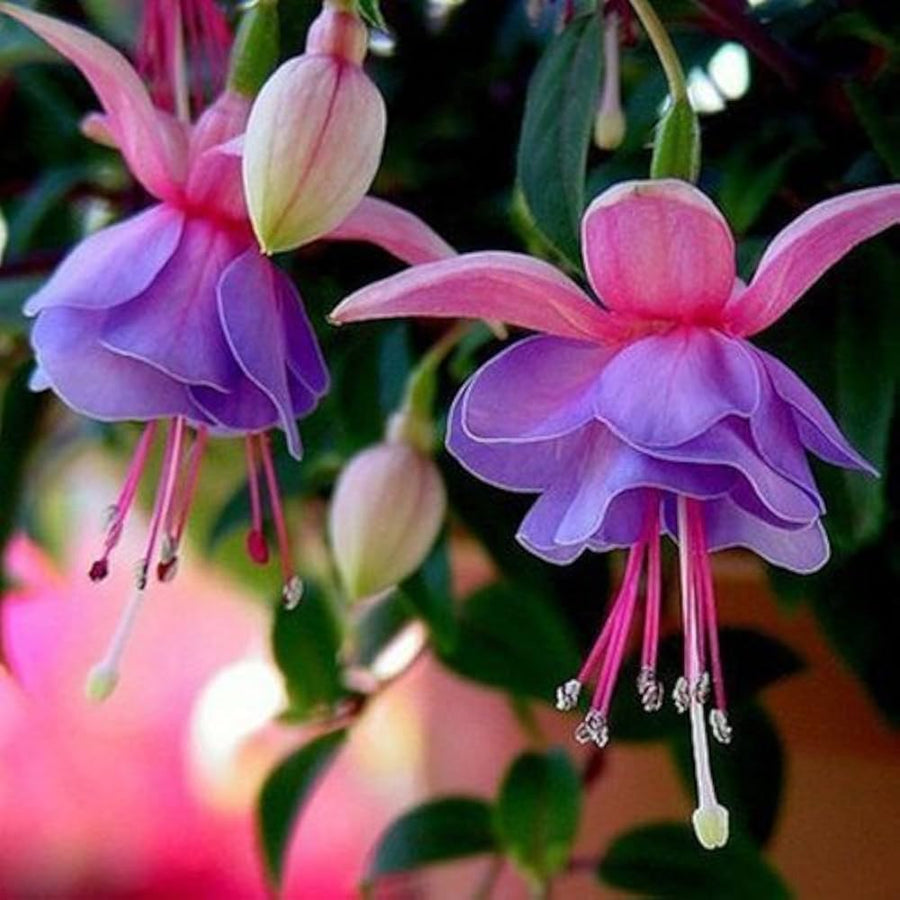 Fuchsia Lantern Fuchsia magellanica flower seeds for planting in vertical garden and indoor hanging pots - for planting in home garden