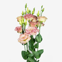 Lisianthus Echo Pink Picotee Seeds prized for beautiful White Flowers
