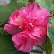 Hibiscus Mutabilis Confederate Rose Doppel Seeds grown for unique Double-Flowered Plants