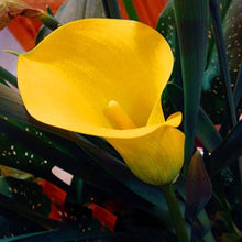 Calla Lily Seeds for a bright addition to the Garden or Indoor Spaces (100 pcs
