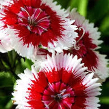 Dianthus Dolce William Pink Seeds (Dianthus barbatus) grown for groundcover and decorative planting