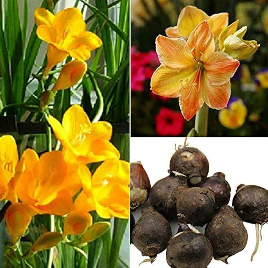 Amaryllis Hippeastrum Yellow Sunrise flower seeds for planting in indoor pots or spring flower beds - for planting in home garden