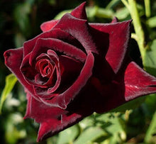 Rose Seeds for growers filling out the Red Garden