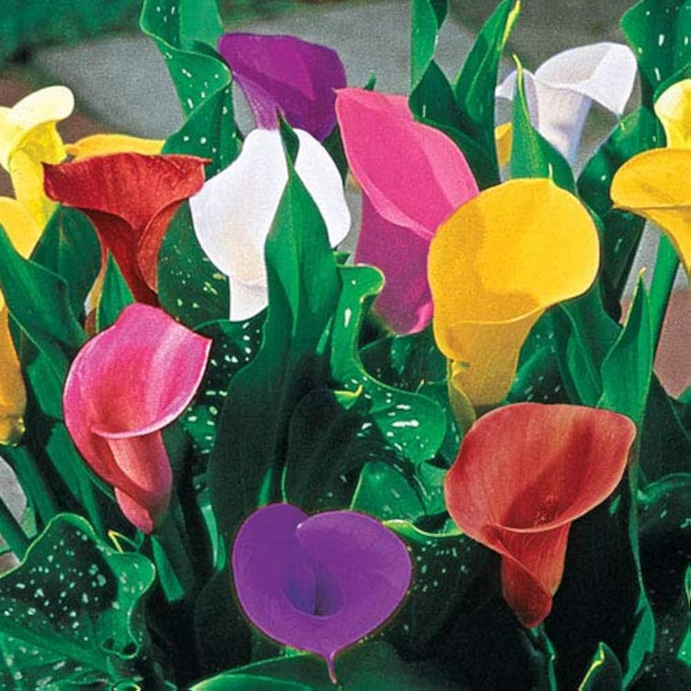 Calla - Lily for planting in home garden
