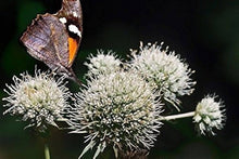 Eryngium Yuccifolium Flowers for Planting for Flower Bed Seeds for growers filling out the Flower Bed