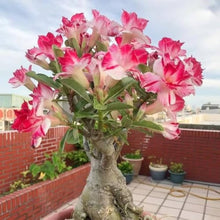 Adenium Obesum Bonsai Seeds for growers establishing the Balcony & Indoor Bonsai Plants