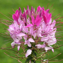 Cleome White Queen Seeds for reliable seasonal color
