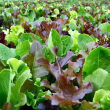 Lettuce Seeds (Lactuca sativa) for productive rows in the Mesclun Starburst Mix in Kitchen Garden