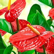 Anthurium Andraeanu Seeds prized for dIY Projects