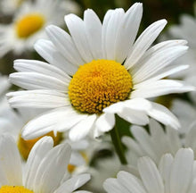 Rainbow Daisy Seeds (Bellis perennis) for seasonal color across the vertical garden and colorful garden beds
