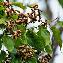 Japanese Raisin Tree ��������� Hovenia dulcis ��������� for fruit garden