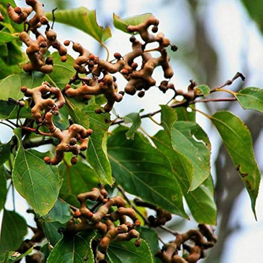 Japanese Raisin Tree ��������� Hovenia dulcis ��������� for fruit garden