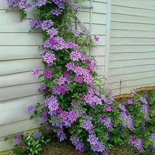Real Clematis Seeds for a lasting display in the Perennial Flower Garden