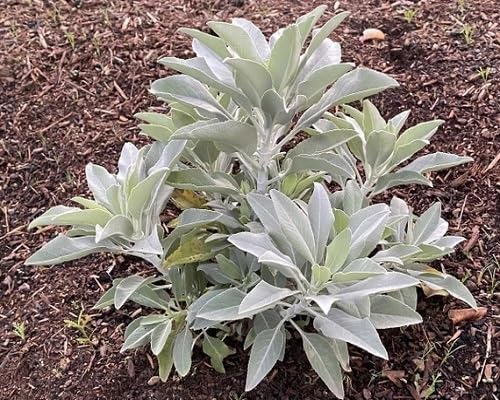 White Sage Plants for cooks growing their own fresh herbs