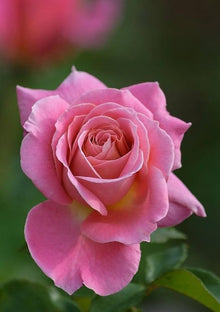 Rose Seeds for seasonal color across the Rosa petals romantic garden flower bed